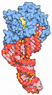 Fase de elongación de la síntesis de proteínas