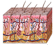 La proteina caspasa 8 regula la produccion de celulas madre en la piel