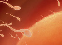 Proteína asociada a la fertilidad