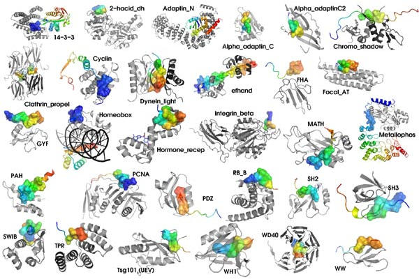 Varios tipos de moléculas que son proteínas