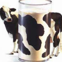 Las proteínas de la leche dependen del tipo de vaca