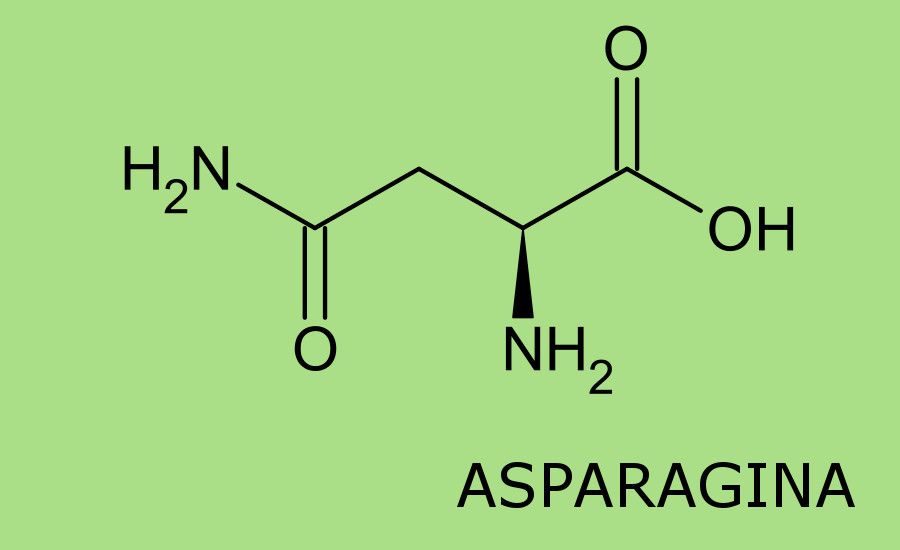 Asparagina