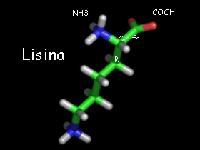 lisina-aminoacido-esencial Aminoácidos o BCAA ¿Qué son y para qué sirven? (II) Listado