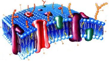proteínas de membrana y lipidos