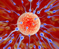 proteínas relacionadas con la ovulación